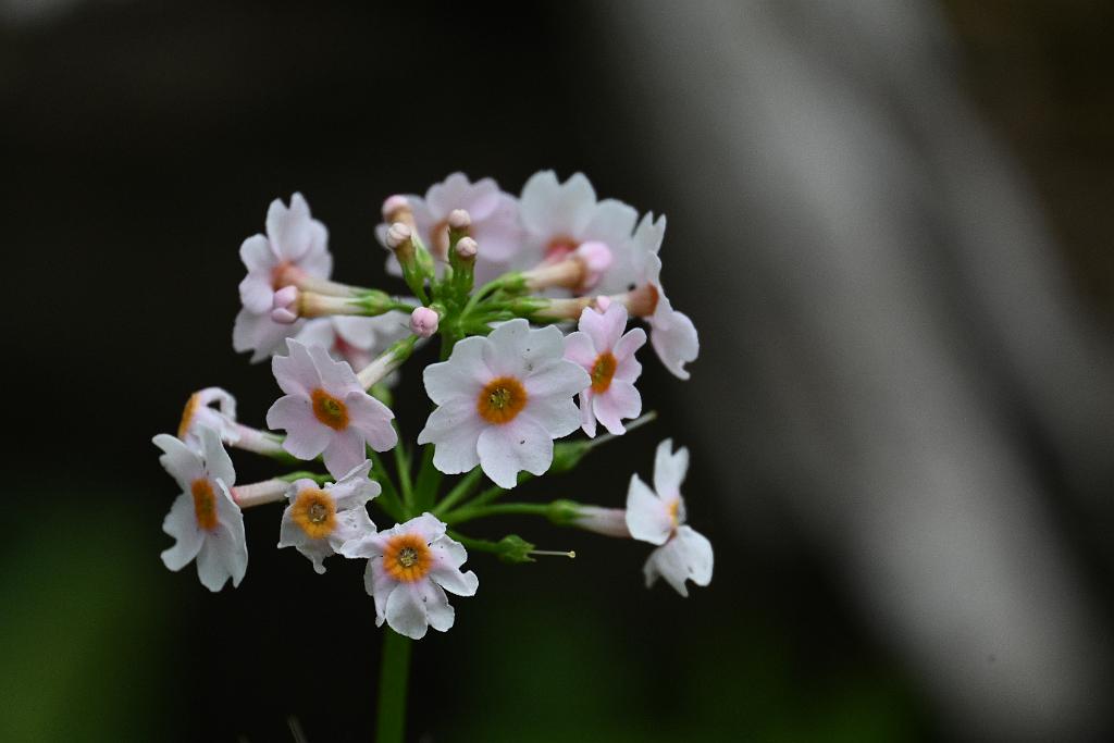 2025-06018815 Acton Arboretum, MA.JPG - Japanese Primrose. Acton Arboretum, MA, 6-1-2025